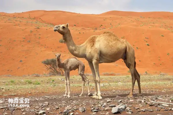 2023112543770614.jpg 3.jpg