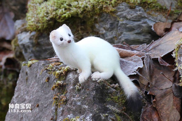 2024030456737287.jpg 112(1).jpg