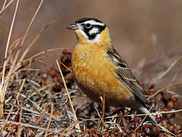 2024030615546463.jpeg 5.jpeg