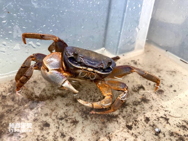 2024031242646534.jpg 66.jpg