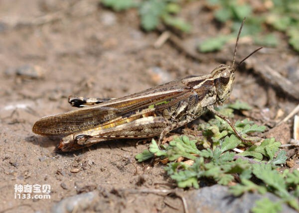 2024032320550690.jpg 3.jpg