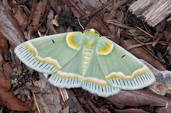 2024032611442386.jpeg 10.jpeg