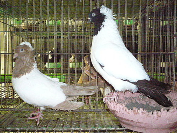 2024041028709827.jpeg 7.jpeg