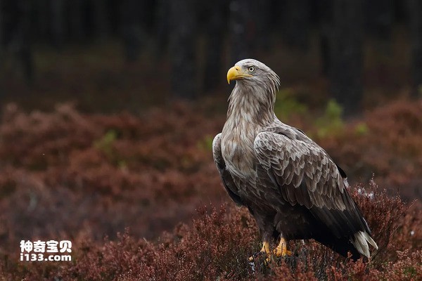 2024041157017173.jpg 77.jpg