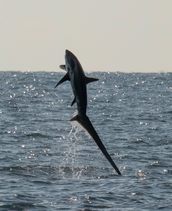 2024041212964015.jpeg 5.jpeg