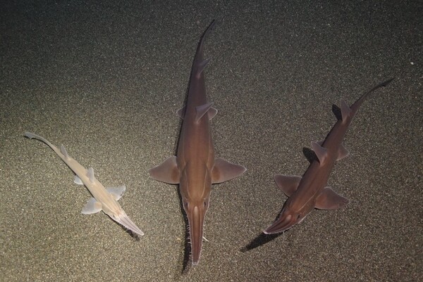 2024041267277212.jpeg 6.jpeg