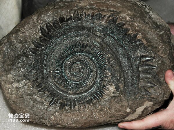 2024041296302831.jpg 8.jpg