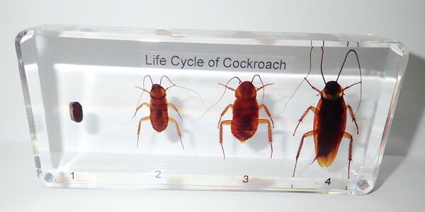 2024042289286607.jpeg 3.jpeg