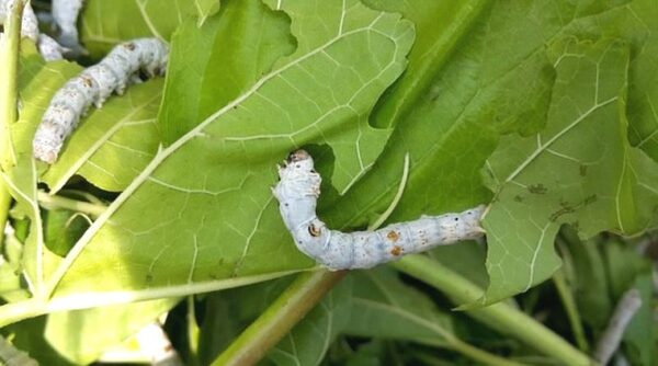 2024042772581614.jpeg 6.jpeg