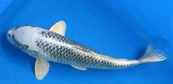 2024042910098263.jpeg 7.jpeg