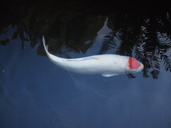 2024042911805626.jpeg 3.jpeg