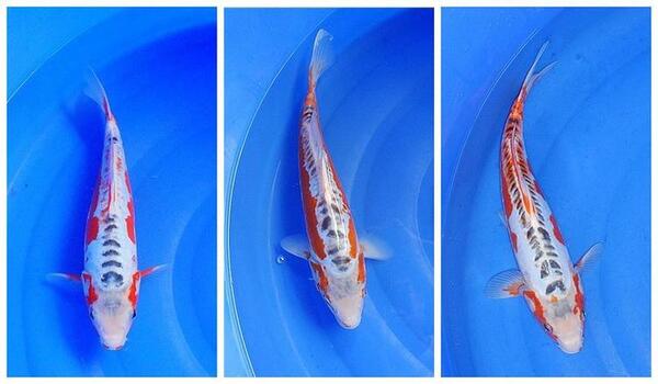 2024042915088918.jpeg 8.jpeg