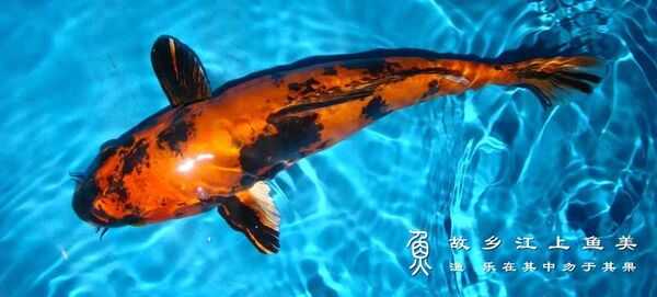 2024042918986059.jpeg 5.jpeg