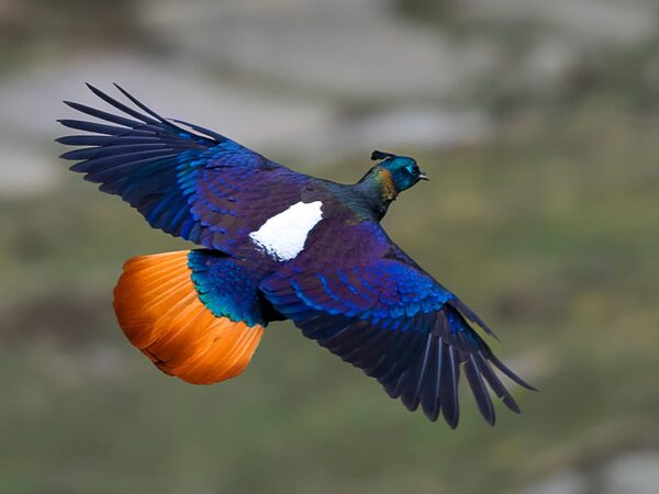 2024052113614485.jpeg 66.jpeg