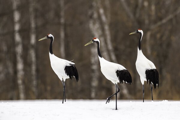 2024052114472511.jpeg 3.jpeg