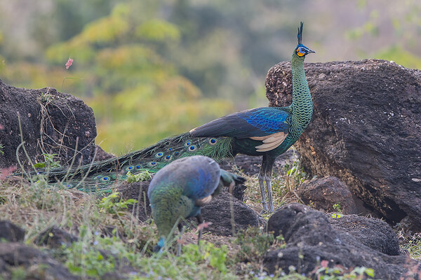 2024052120300218.jpeg 2.jpeg