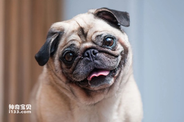 世界上最安静的十大狗狗排名