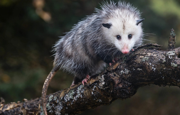 2024061817632135.jpeg 8.jpeg