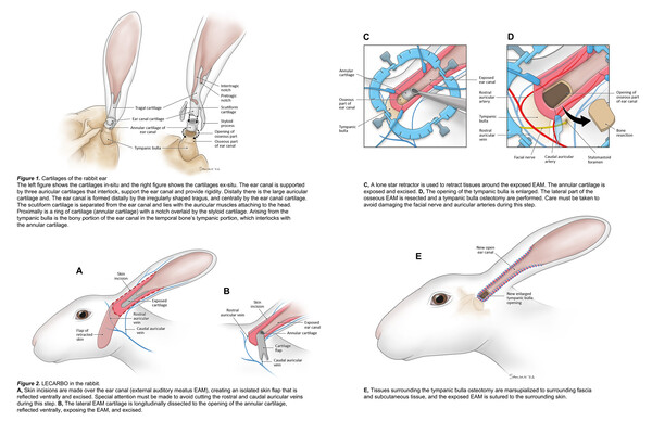 2024061886750597.jpeg 99.jpeg