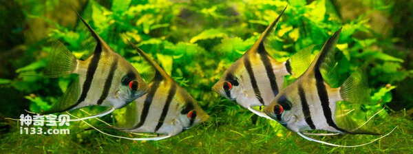 2024062717590985.jpg 1.jpg