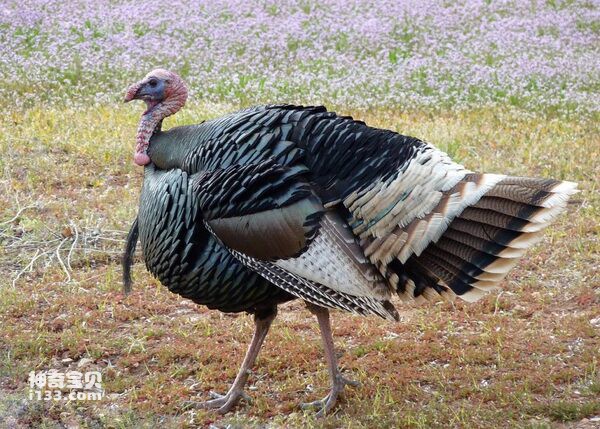 2024070321875462.jpg 9.jpg