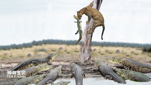 陆地十大最凶猛的猛兽