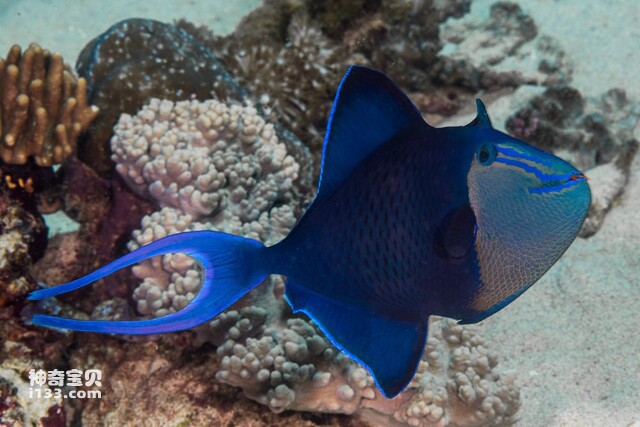 2024071939764670.jpg 77.jpg