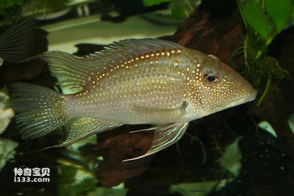 2024072611578500.jpg 33.jpg