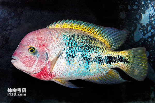 2024072612179177.jpg 66.jpg