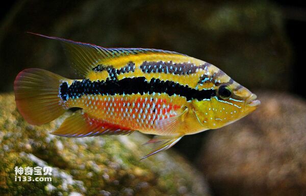 2024072613107384.jpg 4.jpg