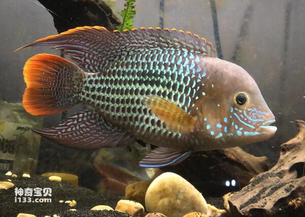 2024072619185816.jpg 55.jpg