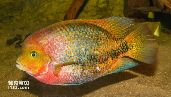 2024072619204342.jpg 6.jpg