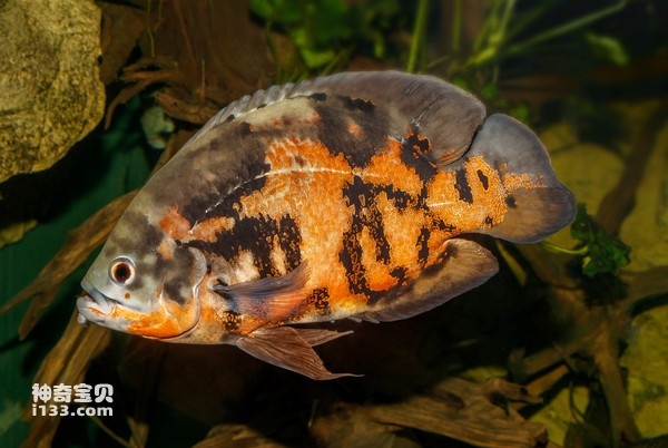 2024072638342015.jpg 9.jpg