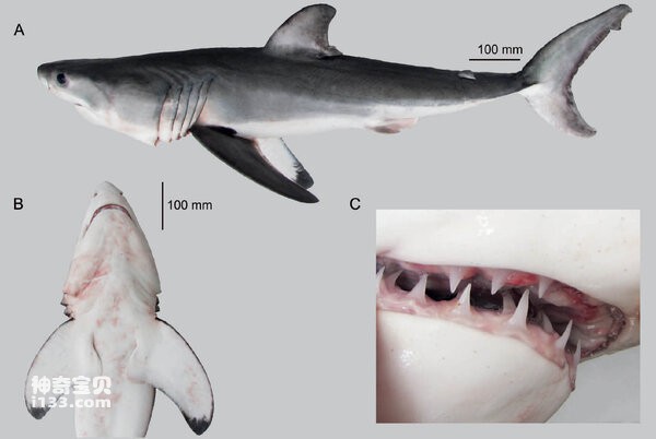 大白鲨 (Carcharodon carcharias)大白鲨 (Carcharodon carcharias) 大白鲨 (Carcharodon carcharias)大白鲨 (Carcharodon carcharias)
