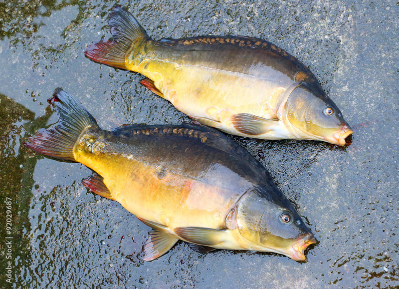 2024091866733809.jpg 1010.jpg