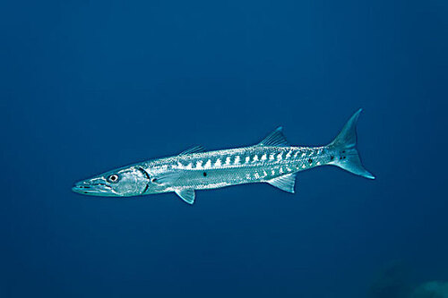 2024092486224274.jpeg 84c0bc97d709e4406a36d281da8c5b46.jpeg