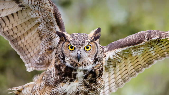 2024093017636157.jpg animals_hero_owl.jpg