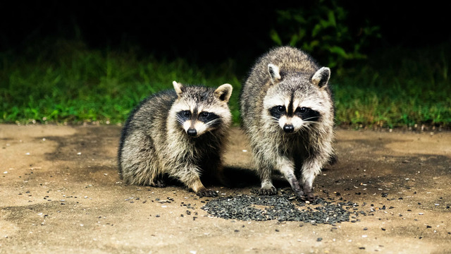2024093045415462.jpg raccoon-science-GettyImages-1385415518.jpg