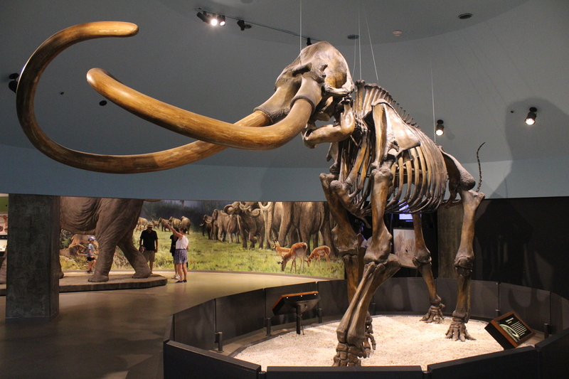Mammuthus-columbi-7.jpg