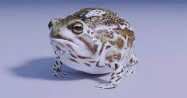 2024112117907384.jpeg images.jpeg