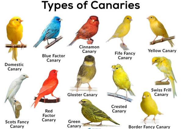 2024112122402587.jpg Types-of-Canaries (1).jpg