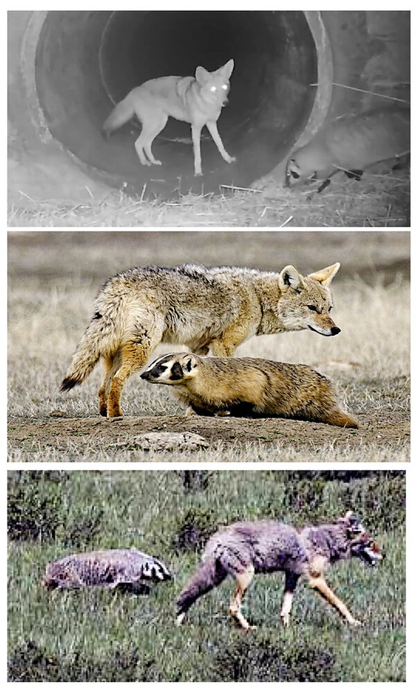 2024112253160293.jpg af014f_b400fe2b0e3b4fdfad032a57a3e3ff43~mv2.jpg