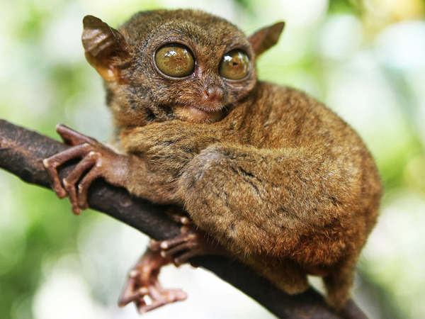 2024112290164832.jpg tarsier3.jpg