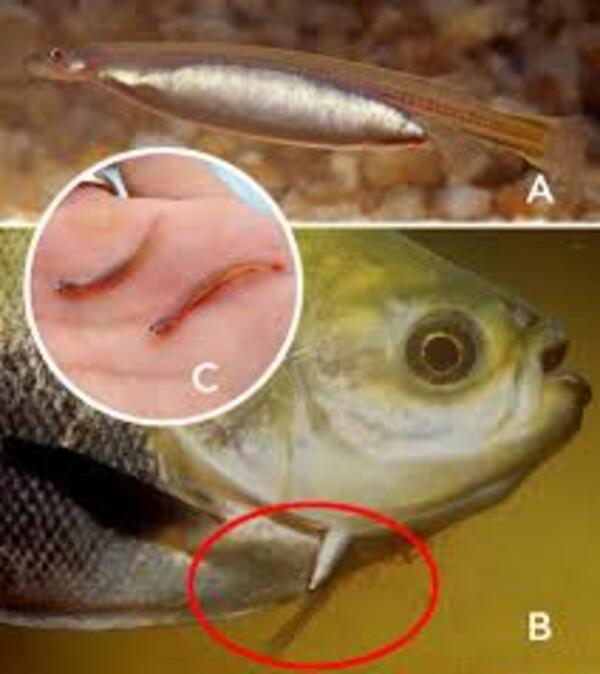 2024112612377065.jpeg images.jpeg