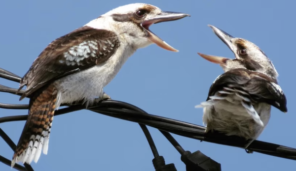 2024112714919754.png 4 (1).png