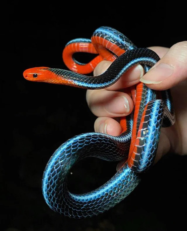 2024112720756318.jpg malaysian-blue-coral-snake-v0-bnfw5wii0p191.jpg