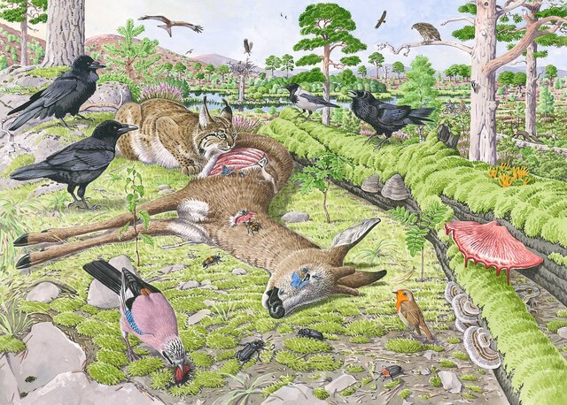 世界十大最会装死的动物