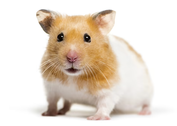 2024120911794810.png 5 (1).png