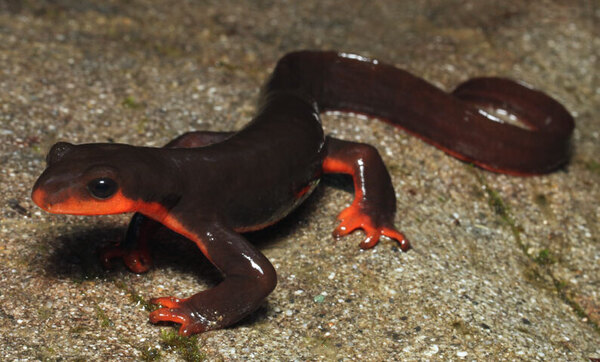 2024120920965641.jpg trivularisos310 (1).jpg