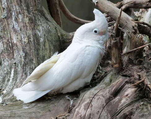 2024121012824827.jpg cacatoes.de.goffin.adel.4g (1) (1).jpg